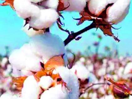 Purchase of one lakh quintals of cotton in Pusad | पुसदमध्ये सव्वालाख क्ंिवटल कापसाची खरेदी Purchase of one lakh quintals of cotton in Pusad | पुसदमध्ये सव्वालाख क्ंिवटल कापसाची खरेदी