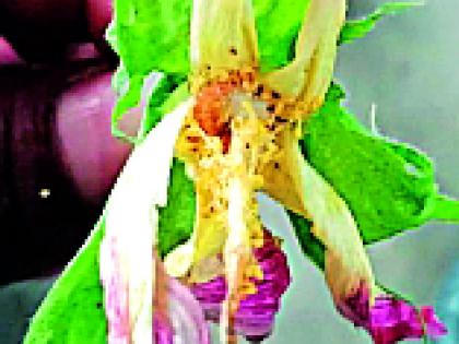 Alpine Attack on Cotton Flowers | कपाशीच्या फुलांवर अळ्यांचे आक्रमण