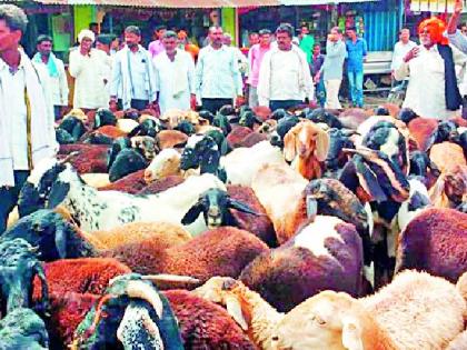 In Ralega, the shepherds' front was blocked | राळेगावात मेंढपाळांचा मोर्चा अडविला