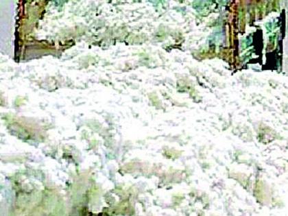 White gold shines, first record 12,200 | पांढऱ्या सोन्याला झळाळी, पहिल्यांदा विक्रमी १२,२०० दर White gold shines, first record 12,200 | पांढऱ्या सोन्याला झळाळी, पहिल्यांदा विक्रमी १२,२०० दर