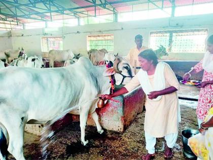 Godhana was traditionally worshiped at Gandhi Ashram | गांधी आश्रमात पारंपरिक पद्धतीने झाले गोधनाचे पूजन