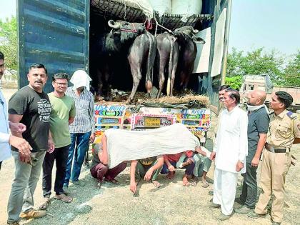 Animals were being taken to Kerala for slaughter; The police foiled the innings | कत्तलीसाठी केरळला नेली जात होती जनावरे; पोलिसांनी उधळला डाव Animals were being taken to Kerala for slaughter; The police foiled the innings | कत्तलीसाठी केरळला नेली जात होती जनावरे; पोलिसांनी उधळला डाव