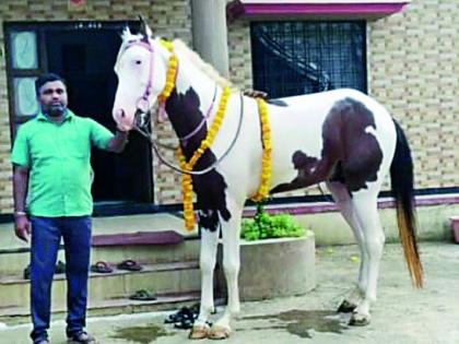The farmer's friend 'Shiva' Ashwa took his last breath | शेतकऱ्याचा मित्र ‘शिवा’ अश्वाने घेतला अखेरचा श्वास The farmer's friend 'Shiva' Ashwa took his last breath | शेतकऱ्याचा मित्र ‘शिवा’ अश्वाने घेतला अखेरचा श्वास