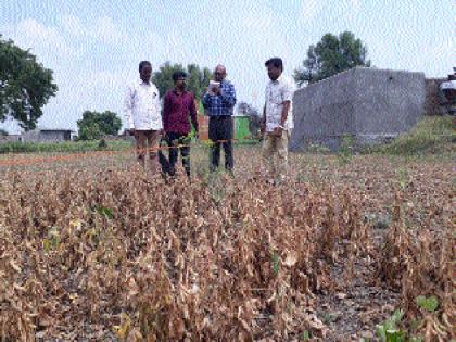 Start of soybean, urid harvest harvesting experiment | सोयाबीन, उडीद पीक कापणी प्रयोगाला सुरूवात