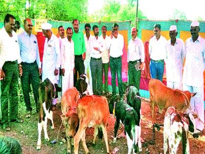  Dugavla cross breed calf | दुगावला संकरित वासरांचा मेळावा