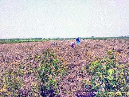  The speed of removing soybean in the eastern part of taluka | तालुक्याच्या पूर्व भागात सोयाबीन काढण्यास वेग