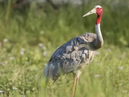 Petition filed by High Court for conservation of rare storks | दुर्मिळ सारस पक्ष्यांच्या संवर्धनासाठी उच्च न्यायालयाने स्वत:च दाखल केली याचिका