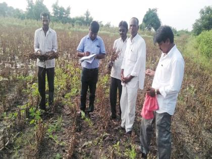 On the 'Lokmat' dam; The corn has now come to the humus ... | ‘लोकमत’ बांधावर; मक्याला आली आता बुरशी...क़णसाला आले मोड