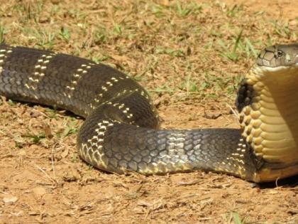 Nagpanchami Special; The coral, the soft, the oval snake disappears from Vidarbha | नागपंचमी विशेष; पोवळे, मृदुकाय, अंडेखाऊ साप विदर्भातून लुप्त