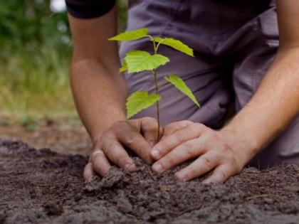 World Environment Day; plant Eco-friendly trees | जागतिक पर्यावरण दिन; पर्यावरणपूरक झाडे लावा!