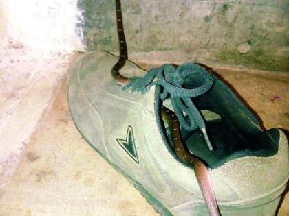 My God! The snake found in the shoe | अबब! बुटात आढळला साप