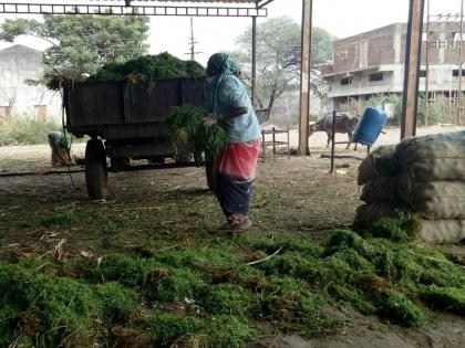 Kothimabir takes a cottage cheese .... farmers thrown out of Kolhapur market committee | कोथिंबीर घेता का कुणी कोथिंबीर....शेतकऱ्यांनी कोल्हापूर बाजार समितीत फेकून दिली कोंथिंबीर