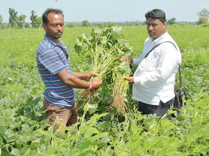 The production of soybean will decrease | सोयाबीनचे उत्पादन घटणार