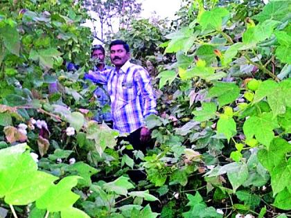 Abh ..! Eight feet tall, the farmer received it | अबब..! आठ फूट उंच पºहाटी!, शेतकºयाने साधली किमया