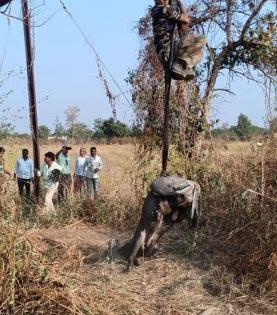 Roha rescued in the well in Amravati district after 23 hours | अमरावती जिल्ह्यात विहिरीत पडलेल्या रोह्याची २३ तासानंतर सुटका