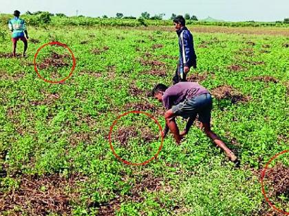 Finding hope even in rotten beans | कुजलेल्या सोयाबीनमध्येही आशेचा शोध Finding hope even in rotten beans | कुजलेल्या सोयाबीनमध्येही आशेचा शोध