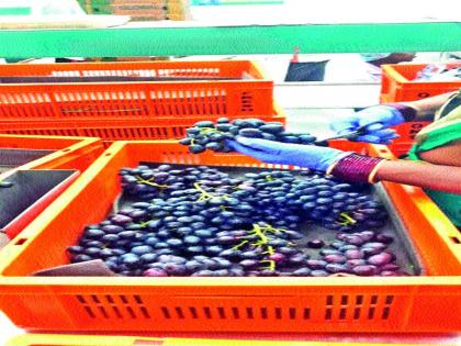 Decrease compared to the previous year: The traders say that the final phase of the export of grapes will be till April 15 | मागील वर्षाच्या तुलनेत घट : व्यापारी म्हणतात, १५ एप्रिलपर्यंत चालणार हंगाम द्राक्ष निर्यात अंतिम टप्प्यात