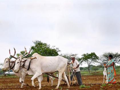 Peakima has collected 1,4 42 thousand farmers in Beed district during Rabi season | रबी हंगामात बीड जिल्ह्यात १ लाख ४२ हजार शेतकºयांनी काढला पीकविमा