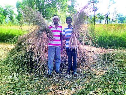  Paddy Harvest Work | किडींमुळे धानपिकाची नासाडी