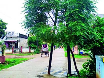 Halfway down the road you are surrounded by a power pole | तुमसरात वीज खांबाने व्यापला अर्धा रस्ता