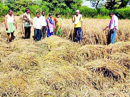 Trudusa destroyed three paddy pumps | तुडतुड्याने तीन एकरातील धानपीक नष्ट