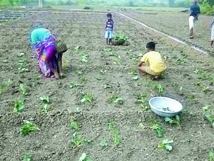 The farmer turned the vegetable crop | शेतकरी वळला भाजीपाला पिकाकडे