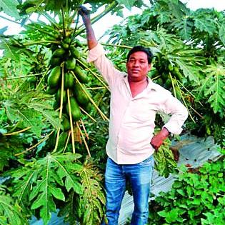 A garden of 'Papaya' in the 2.5 acres of hill tops | डोंगरपायथ्याशी फुलली अडीच एकरात ‘पपई’ची बाग