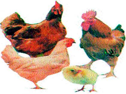 Heat loss of 80 hens | ८० कोंबड्यांचा उष्माघाताने मृत्यू