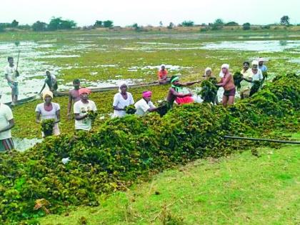 State Government for Fishery, Singda Products | मत्स्यपालन, सिंगाडा उत्पादनासाठी हवे राज्य शासनाचे सहकार्य