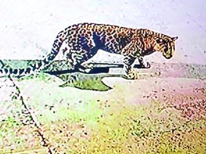 पोलीस ठाण्याच्या कॅमेऱ्यात बिबट कैद