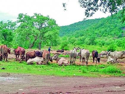 Sales of government aided bullocks from farmers | शेतकऱ्यांकडून शासन अनुदानित बैलांची विक्री