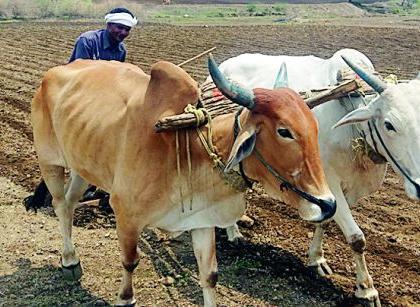 Towards the cultivation, the beggars' excursion | मशागत आटोपली, मृगधारांची आस