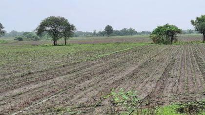 The rain has doubled, the loss of five lakh farmers | पाऊस झाला दुप्पट, सव्वा पाच लाख शेतकऱ्यांचे नुकसान