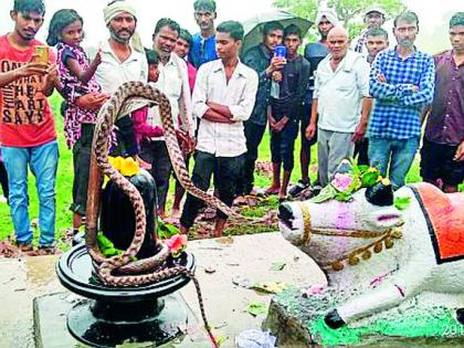 This year, Nagaraj descended on Nagpanchami | याहीवर्षी नागपंचमीला अवतरले नागराज