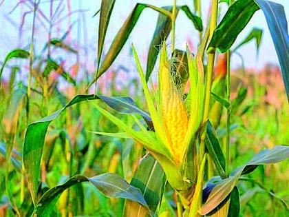 In three years, the area under maize in the district has doubled | तीन वर्षांत जिल्ह्यात मक्याचे क्षेत्र अडीच पटीने वाढले