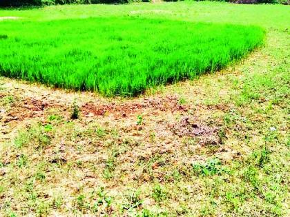 Drought-like conditions in the district due to lack of rainfall | जिल्ह्यात पावसाअभावी दुष्काळसदृष स्थिती Drought-like conditions in the district due to lack of rainfall | जिल्ह्यात पावसाअभावी दुष्काळसदृष स्थिती