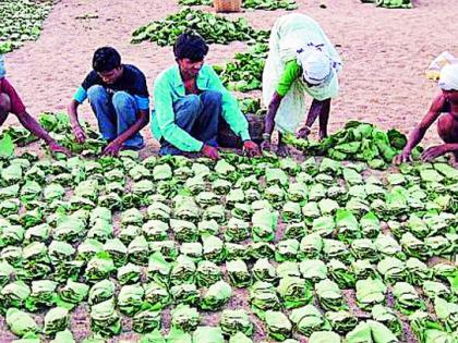 Bonus of tendupatta workers stuck in the bank | बँकेच्या मुजाेरीने अडकला तेंदूपत्ता मजुरांचा बोनस