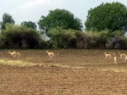 Taste on wild crops with wild animals | हरणांसह वन्य प्राण्यांचा कोवळ्या पिकांवर ताव