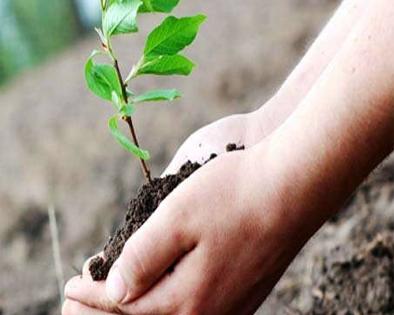 Targeting 28 lakh trees in Jalna district | जालना जिल्ह्यात २८ लक्ष वृक्ष लागवडीचे उद्दिष्ट