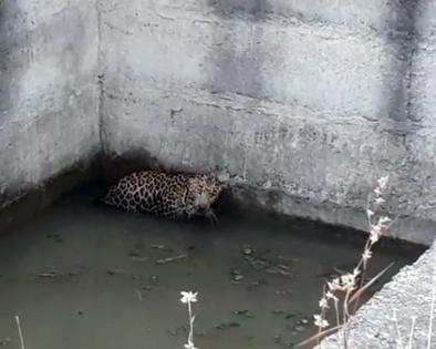 The leopard fell on the tank | शेतातील हौदात पडला बिबट्या