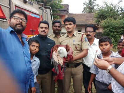 'Brahma Kite' survives for children | ‘ब्राह्मीण काईट’ला मुलांच्यामुळे जीवदान