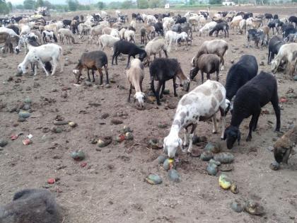  Watermelon feeders of gooseberries without feeling emotional | भाव नसल्याने टरबूज झाले मेंढ्यांचे खाद्य