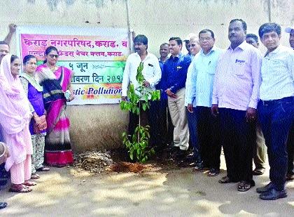 Morning plantation and evening awakening - World Environment Day: Greening seedlings planted by the Municipal Corporation | सकाळी वृक्षारोपण अन् सायंकाळी प्रबोधन- जागतिक पर्यावरण दिन : पालिकेने लावली हिरवीगार रोपे