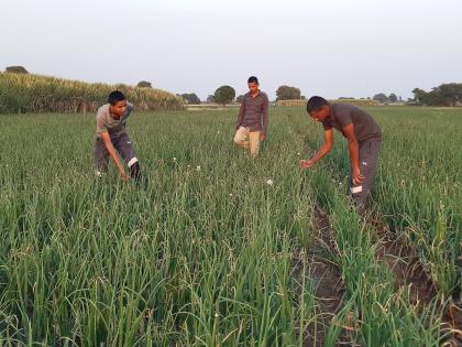 Decreased production due to bogus onion seeds | बोगस कांदा बियाण्यांमुळे उत्पादनात घट