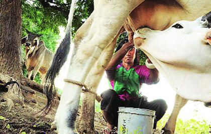 Cow milk prices decreased by two rupees | गाय दूध दर दोन रुपयांनी घटले