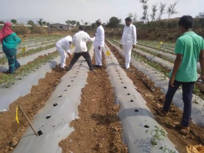 Damage to one acre of tomato trees from unknown to Sakura | साकुरला अज्ञाताकडून एक एकरवरील टोमॅटोंच्या झाडांचे नुकसान