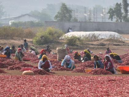 Chili peaks in early New Year's | नववर्षाच्या प्रारंभीच मिरचीला दरवाढीचा तडका