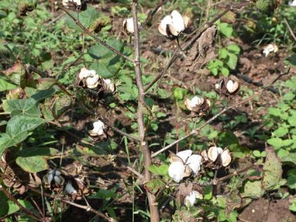 'Private' cotton only two thousand | ‘खाजगीत’ कापूस फक्त दोन हजारात 'Private' cotton only two thousand | ‘खाजगीत’ कापूस फक्त दोन हजारात