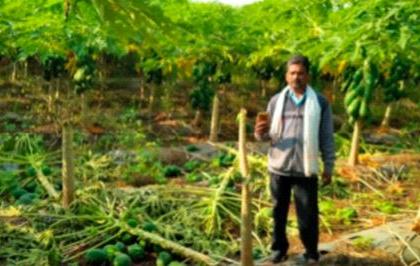 70 papaya trees were cut down and thrown away | पपईचे ७० झाडे तोडून फेकली