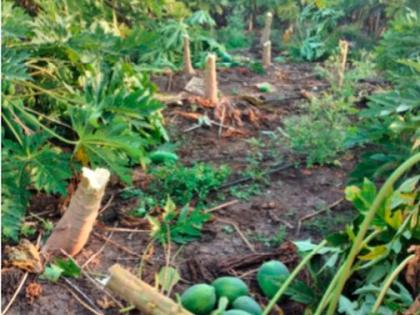 Slaughter of papaya trees in Sarangkheda Shivara | सारंगखेडा शिवारात पपईच्या झाडांची कत्तल Slaughter of papaya trees in Sarangkheda Shivara | सारंगखेडा शिवारात पपईच्या झाडांची कत्तल